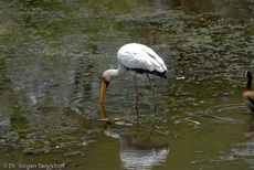 Nimmersatt (7 von 22).jpg